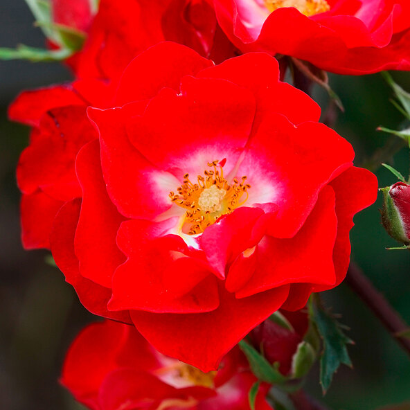 OrakelRose, 3035 cm ALDI