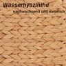 Kletteretage Wasserhyazinthe