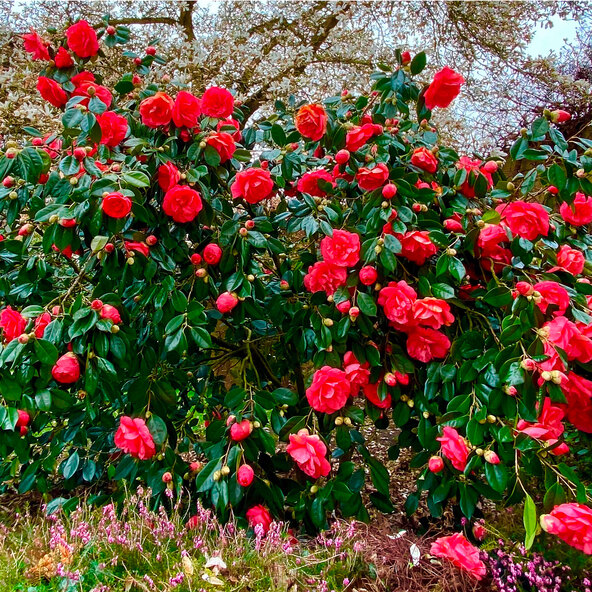 GartenKamelie Romantic Lady ALDI